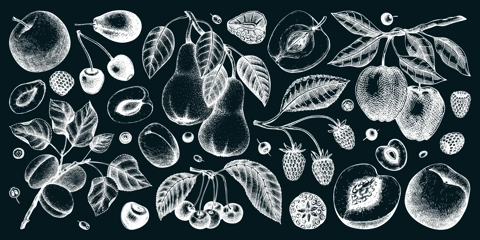 Berry and fruit illustrations set on chalkboard. Hand drawn fruit trees - cherry, plum, apple, peach, apricot, raspberry, strawberry in sketch style. Healthy food drawing in vintage style.